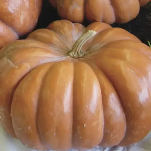 Courge moschata musquée de Provence
