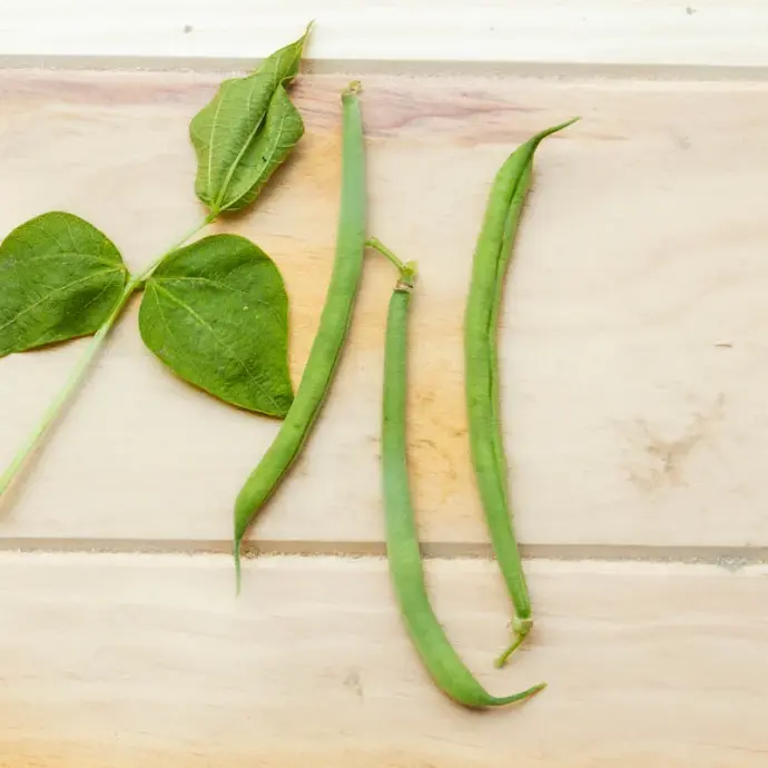 Haricot mangetout nain Odessa