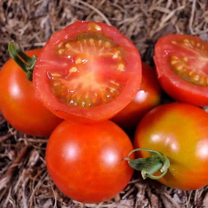 Tomate cerise rouge précoce Cherry Delight