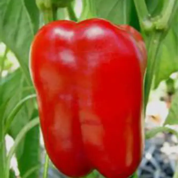 Poivron Rouge / Précoce Ruby Giant