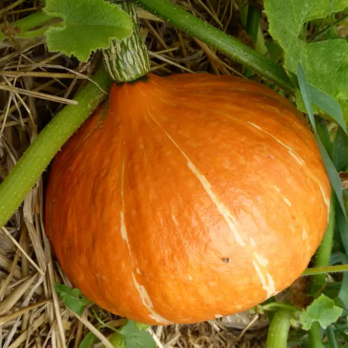Courge Maxima Potimarron Red Kuri