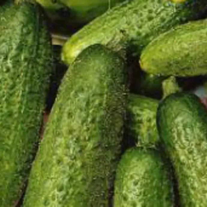 Cornichon Vert Petit de Paris