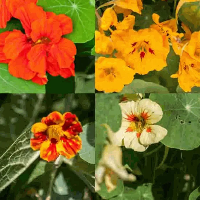 Capucines En mélange