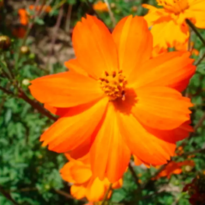 Cosmos Orange