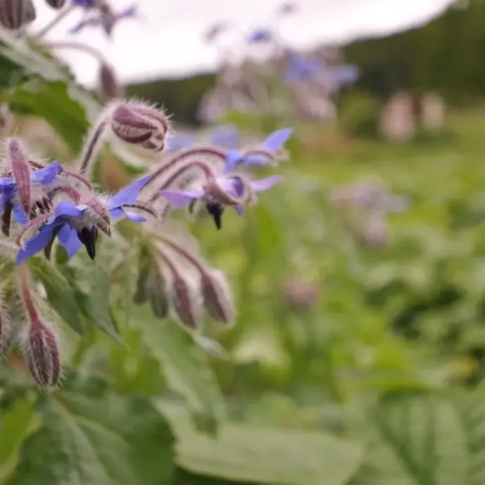 Bourrache À Fleurs Bleues