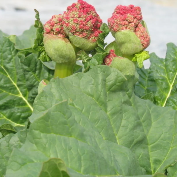 Rhubarbe Victoria