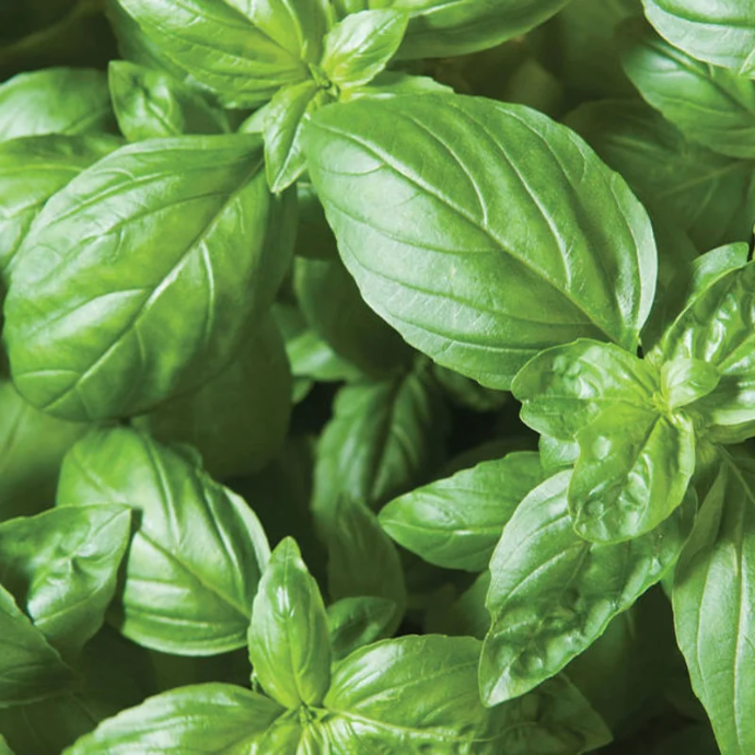 Basilic Eleonora