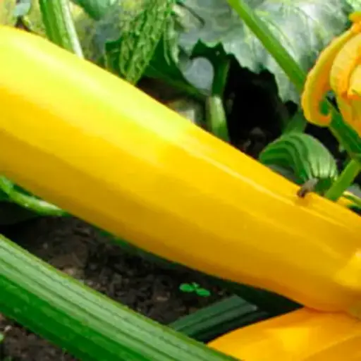 Courgette jaune sans col lisse