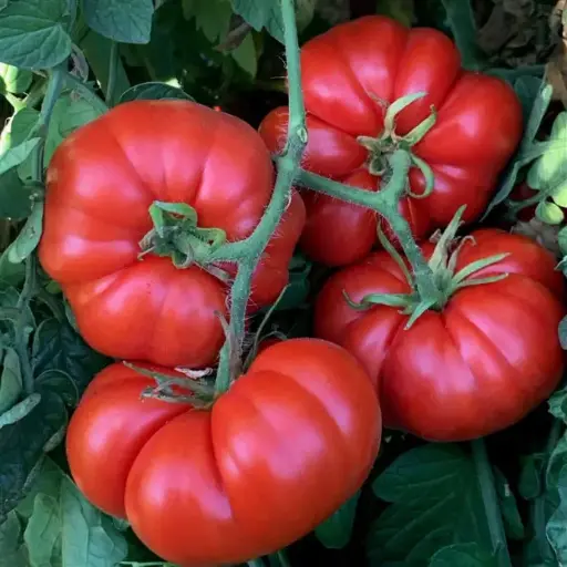 Tomate rouge précoce Marmande