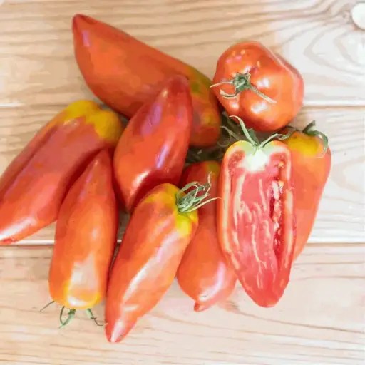 Tomate rouge des Andes (mi-saison)